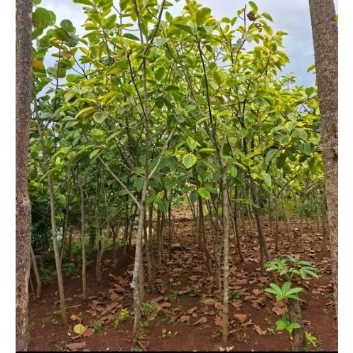 pohon karet kebo golden tinggi 2 meter