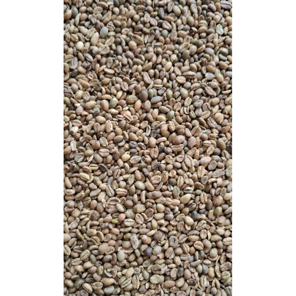 Biji Kopi // Green Bean Arabica KW // Robinson // Liberika // Ekselsa