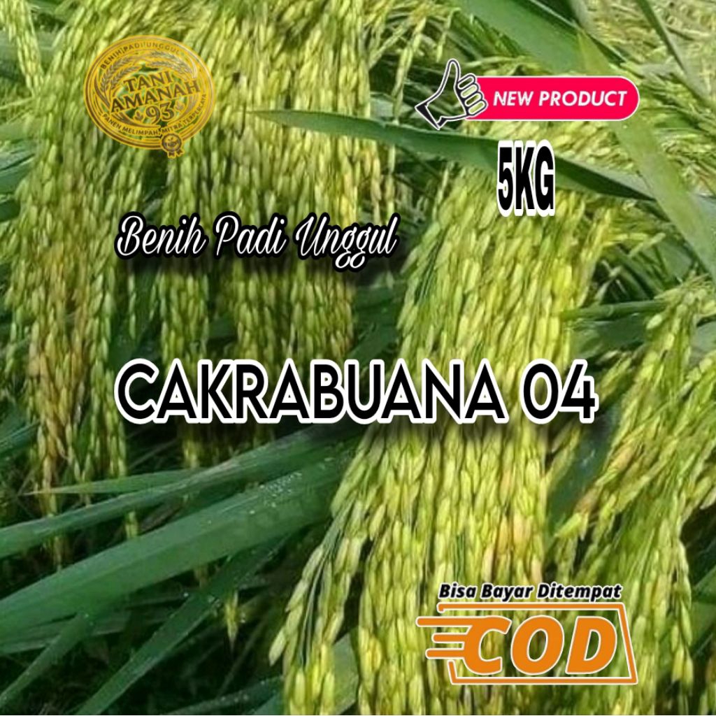 BENIH PADI UNGGUL CAKRABUANA 04 100%ORIGINAL