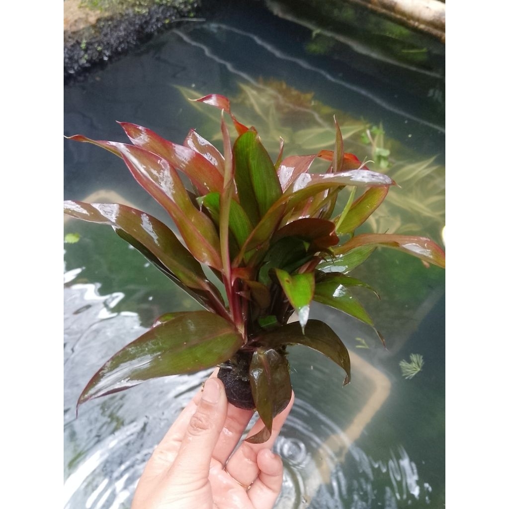 Tanaman Sri Rejeki Gransena Merah Media Wabi Kusa | Tanaman Hias Akuarium | Tanaman Aquascape | Tana