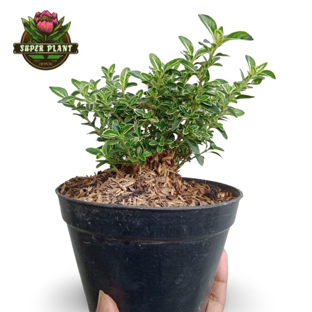 Tanaman Hias Bonsai Mirten Variegata - Daun Hijau Putih Bunga Mikro Putih,