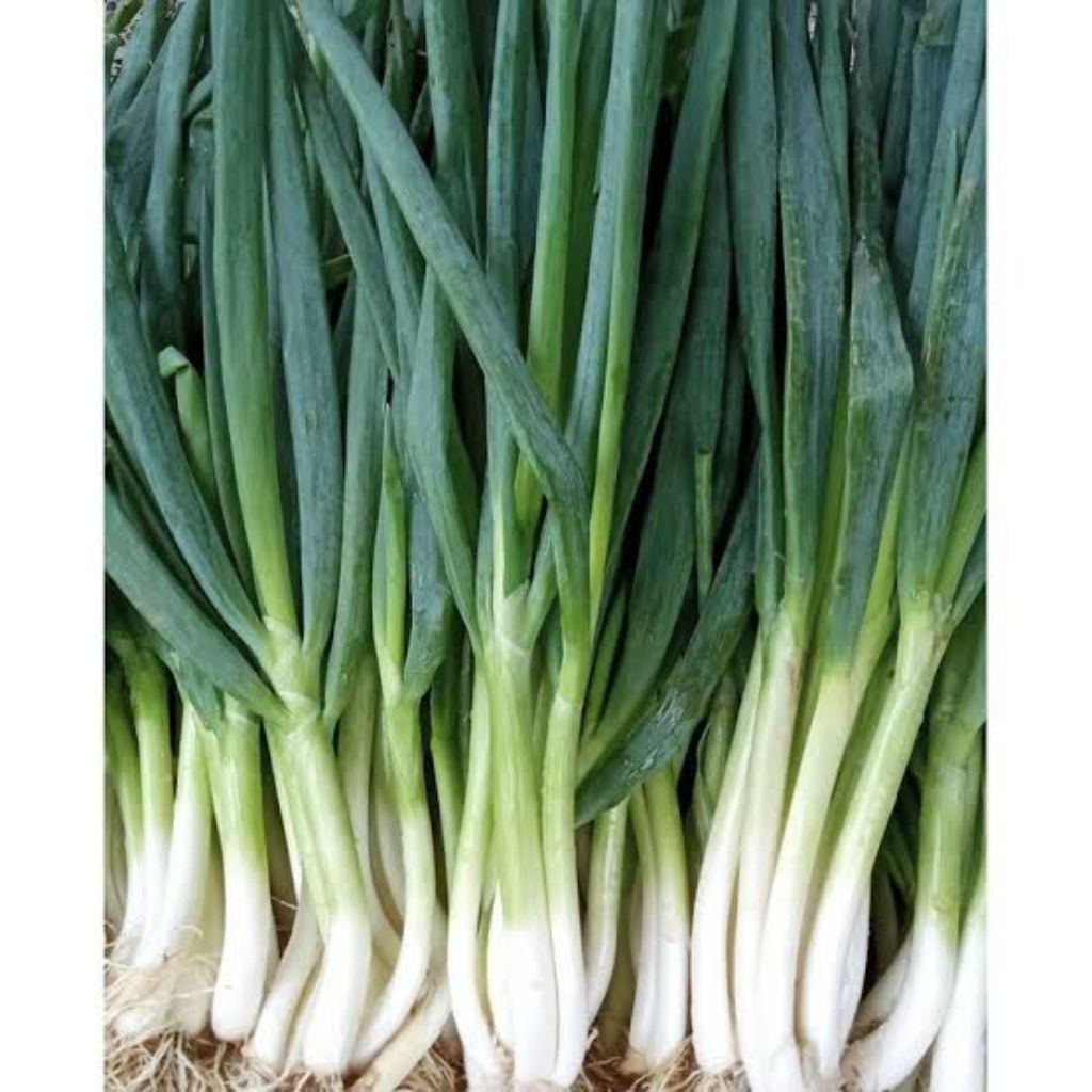Bawang prei/Daun bawang