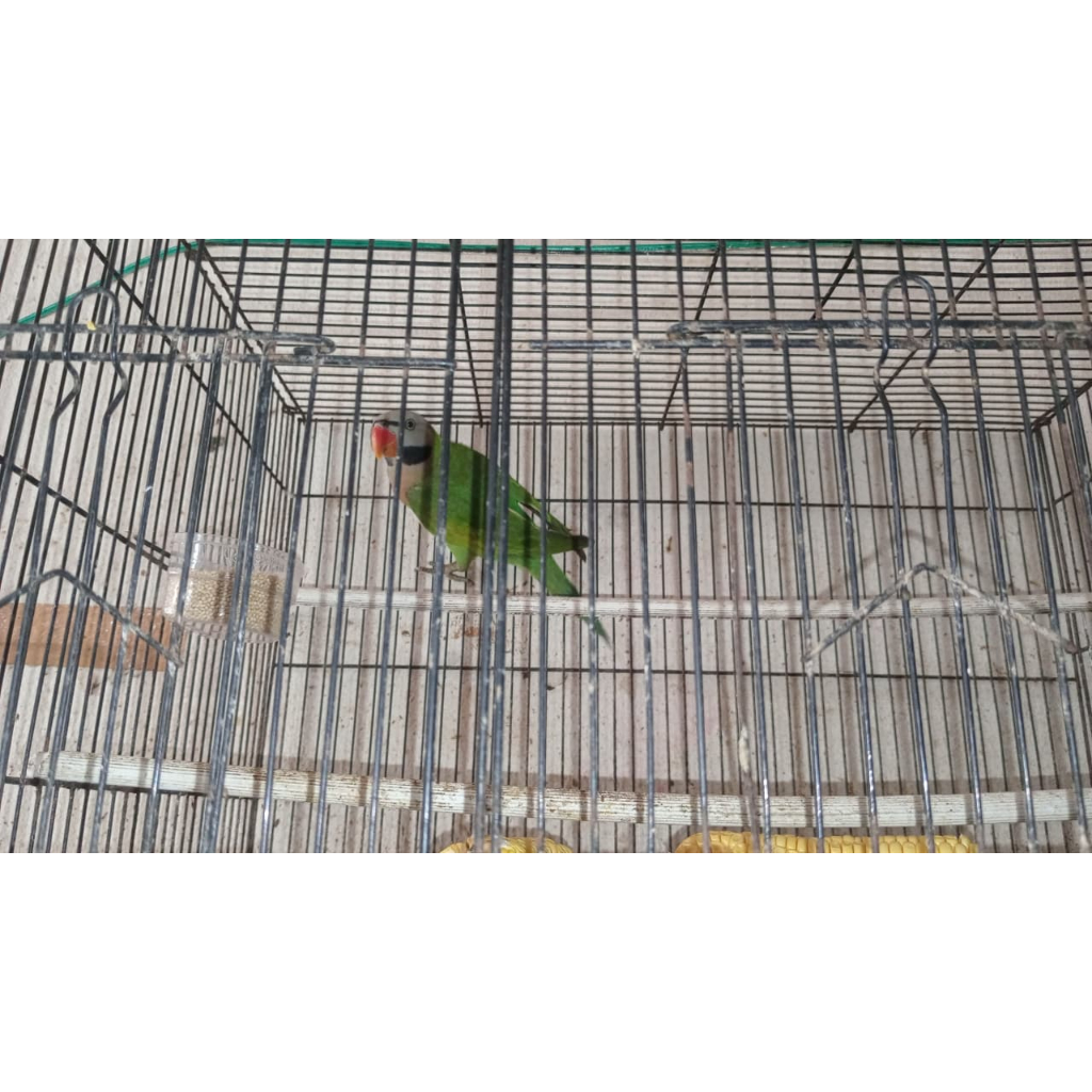 Betet Jawa Tangerang
