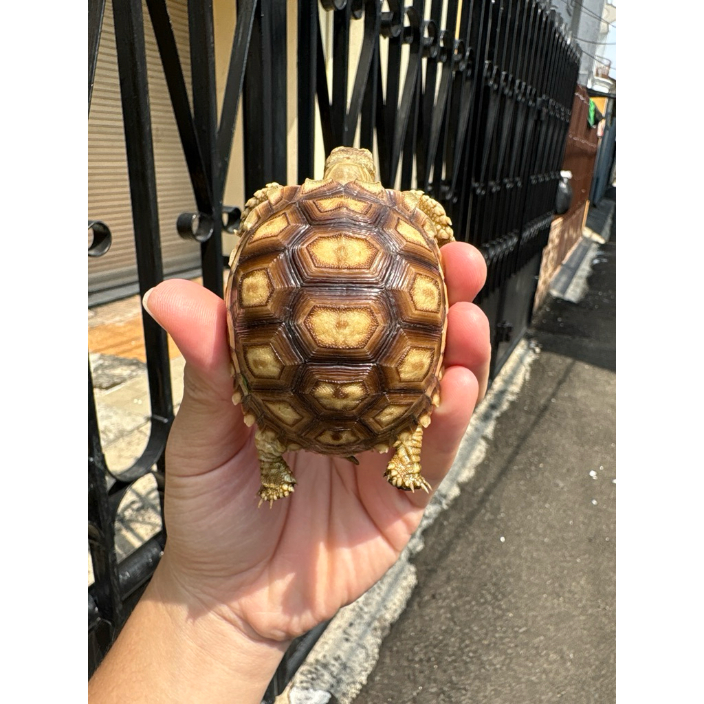 KURA KURA SULCATA 7-8 CM KUALITAS PREMIUM GARANSI - KOLEKTOR HOBI PECINTA REPTIL TORTOISE