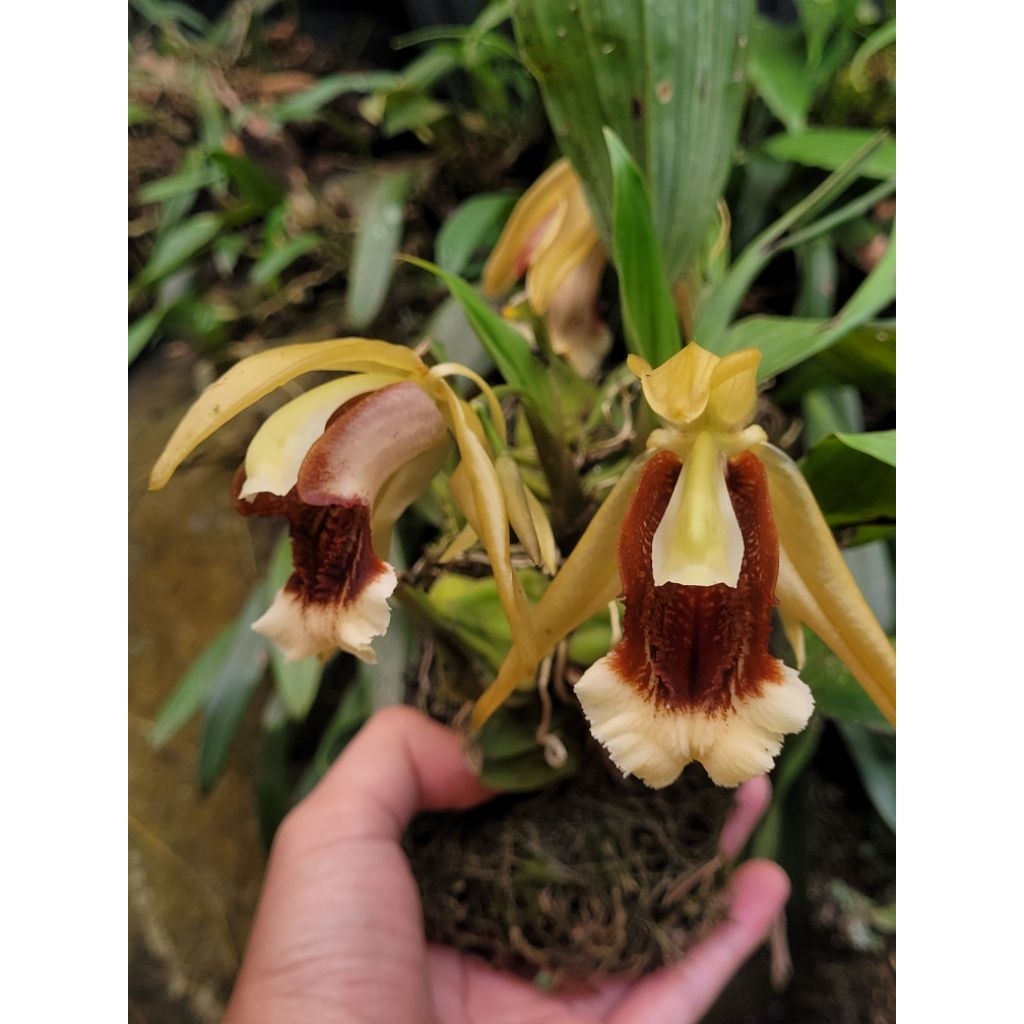 Anggrek coelogyne speciosa