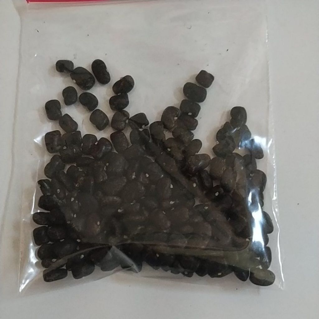 Biji Bunga Telang Biru