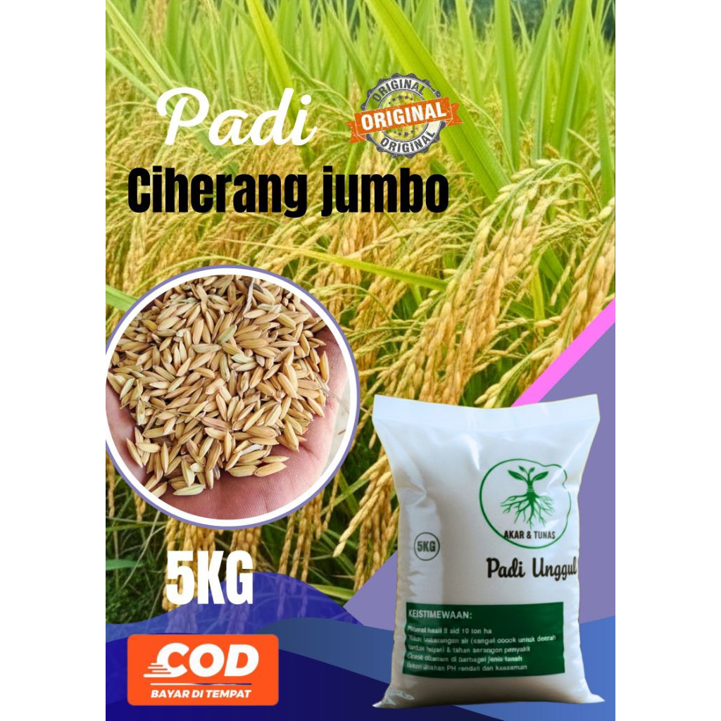 PADI UNGGUL CIHERANG JUMBO KEMASAN 5KG