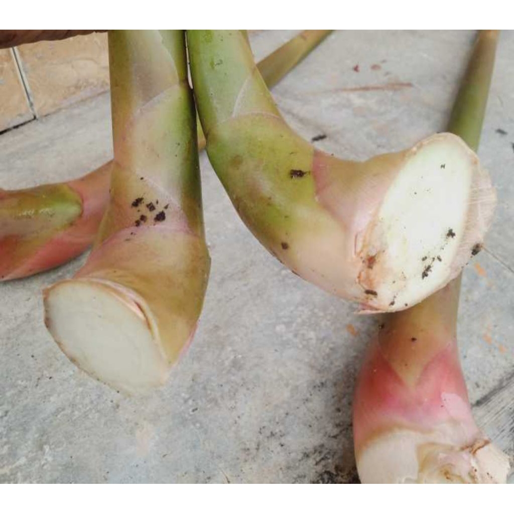 kecombrang muda/boros kecombrang segar 1 kg
