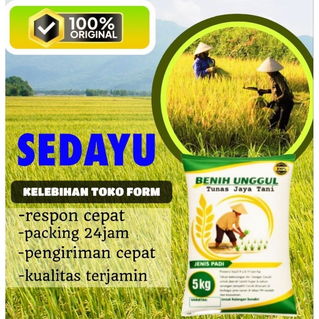 benih padi sedayu