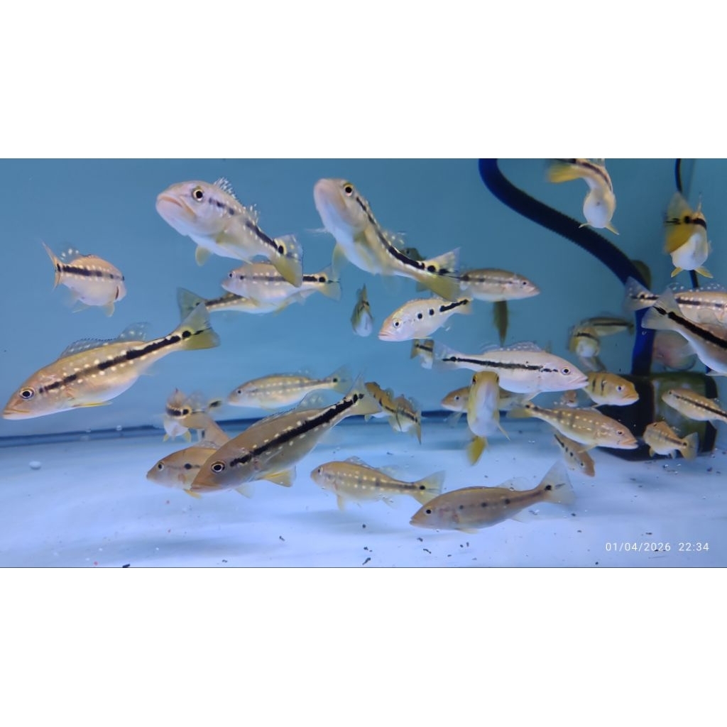 ikan pbass mono