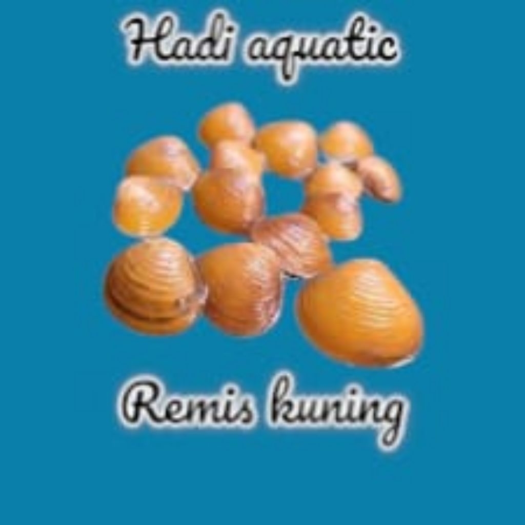 Remis Laya ( kerang Laya )