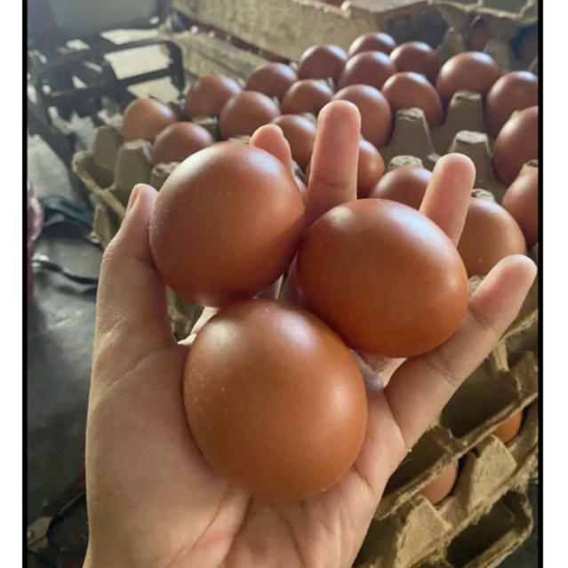(PROBOLINGGO) [KRAKSAAN-PAITON] Jual Ayam Telur Ayam Negeri Kemasan 1Kg