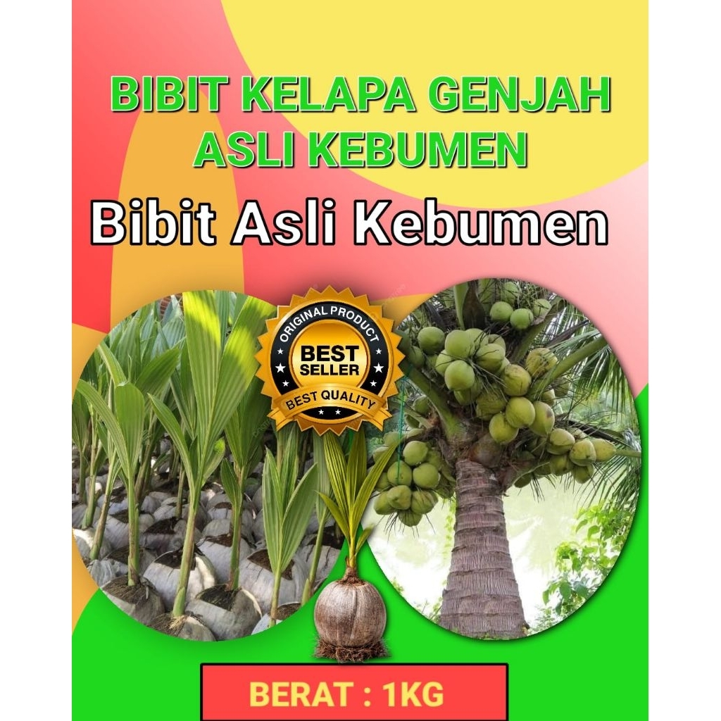 BIBIT BERKUALITAS  Pohon Kelapa Pendek Entok, Pohon Kelapa Pendek Entok Genjah
