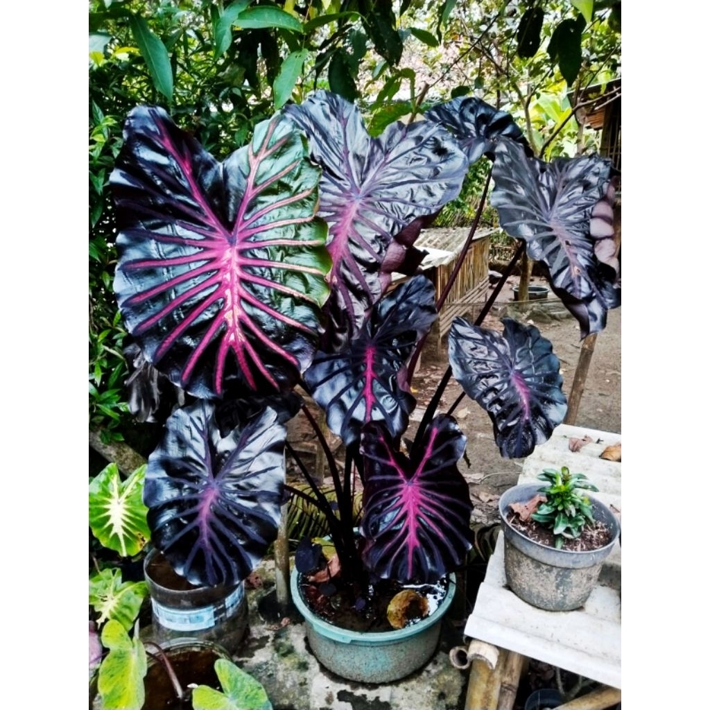 colocasia black lava