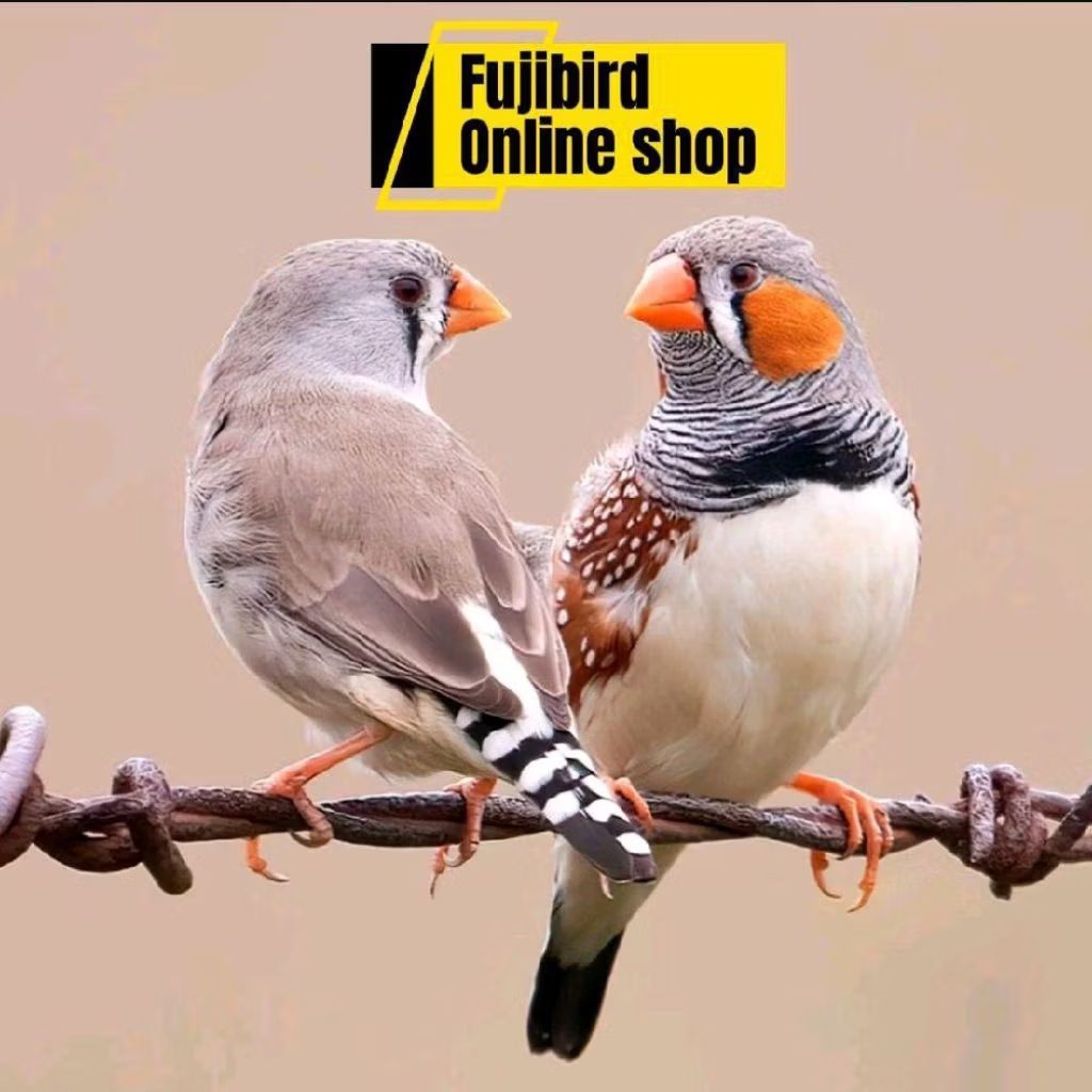 ZEBRA FINCH AUSY IMPORT SEPASSNG