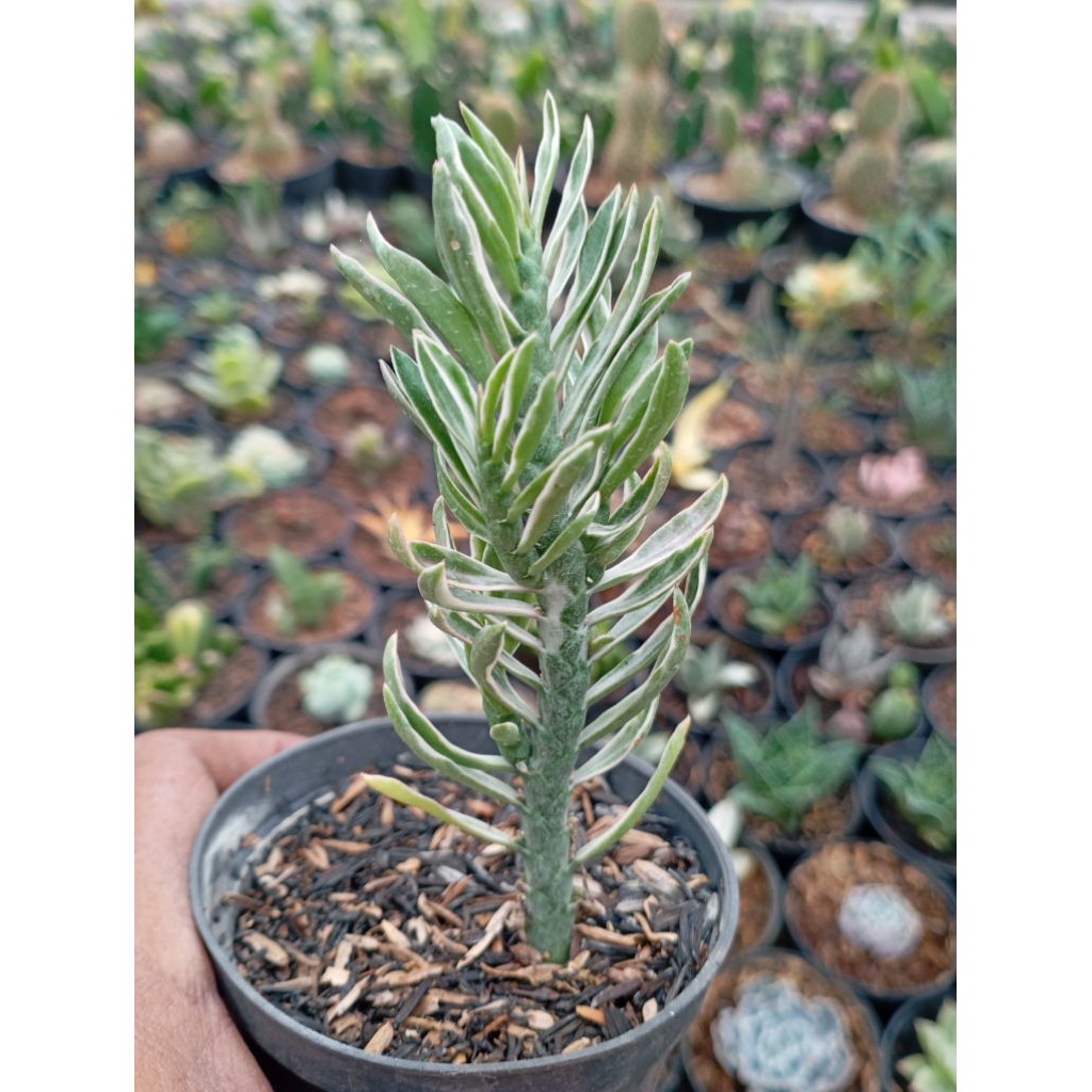 euphorbia tithymaloides varigata
