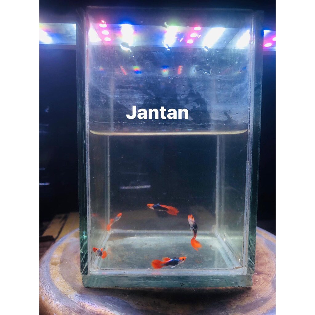 Guppy Tuxedo Koi 1 Pair/Pasang Bahan Budidaya, Cocok Untuk Pemula