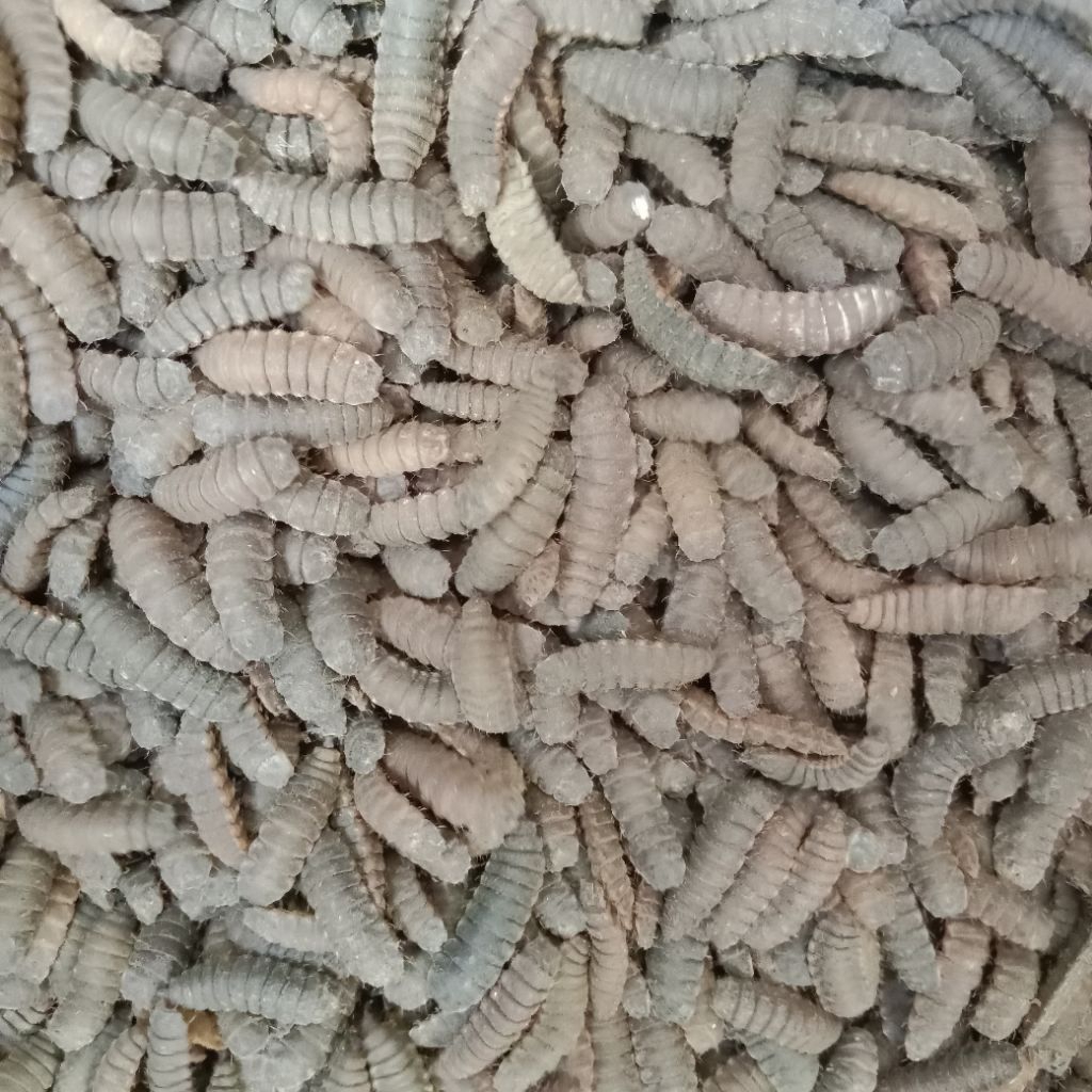 Prepupa BSF 100 gr