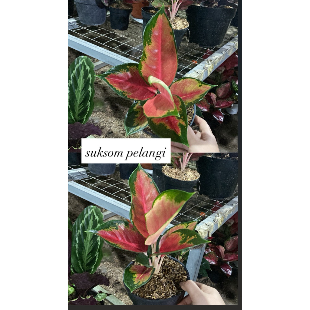 AGLAONEMA SUKSOM PELANGI