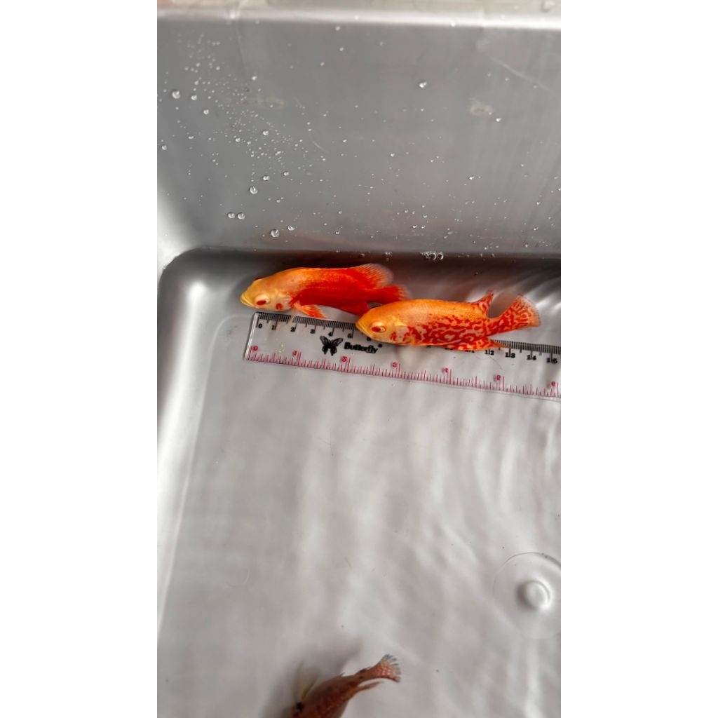 Ikan Oscar Nemo / Red Chili / Oscar Makan Pelet _ Oscar Good Marking