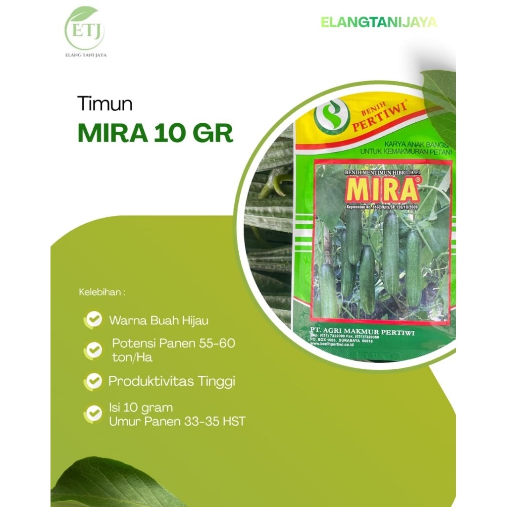 bibit timun Mira hibrida kemasan 10 gram & 25 gram timun unggul