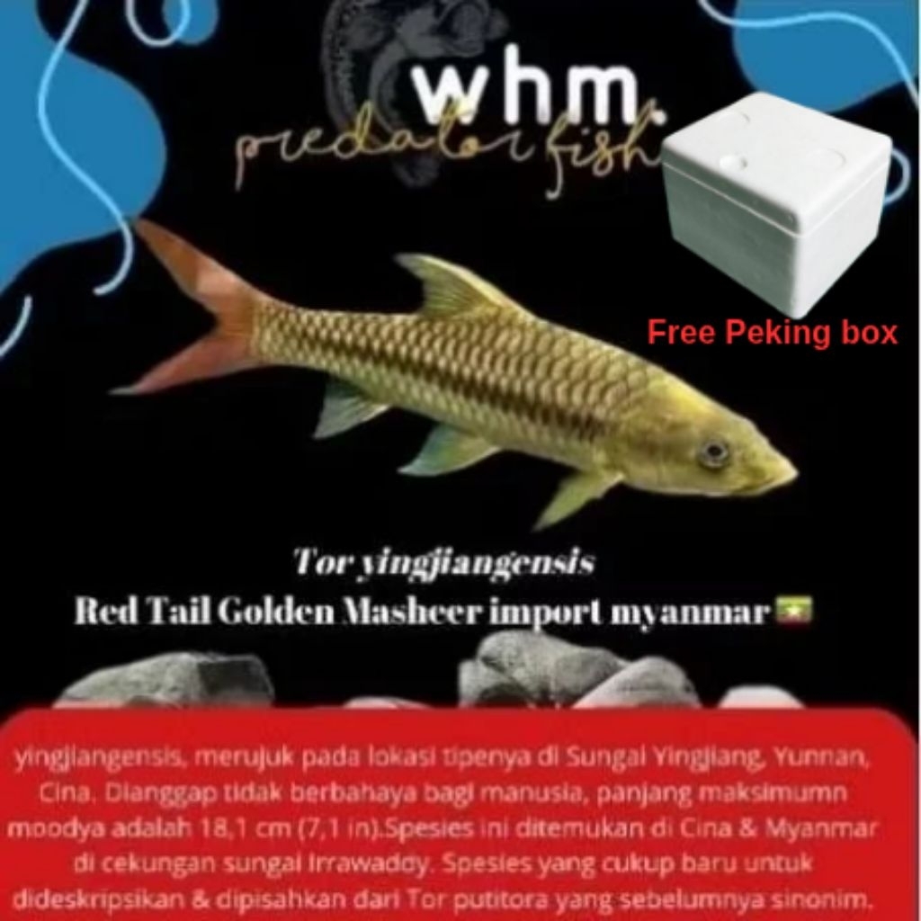 Tor yinjiangensis Red Tail Golden Masheer 13-15 cm [PROMO TERMURAH] import Myanmar (free box foam un