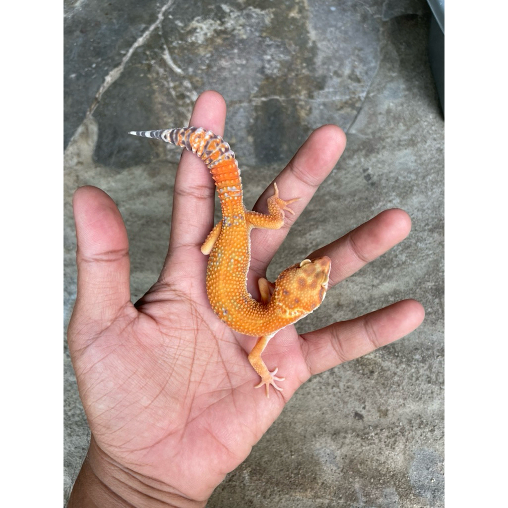 Tokek Gecko Leopard Jantan Unik Lucu