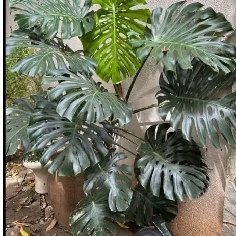 Tanaman hias monstera king monstera king tanaman hias