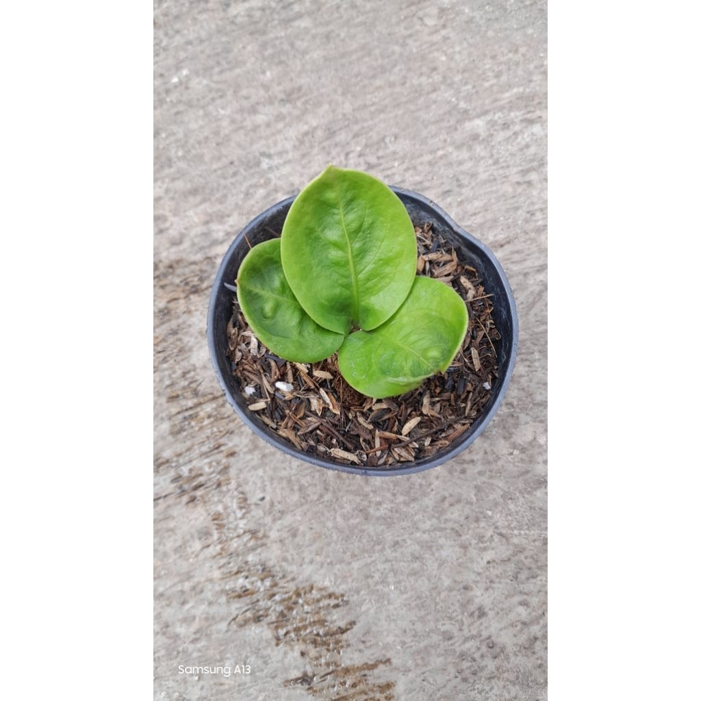 Anthurium Jemani/Jenmani Mangkok GRANDPA (Size Baby Daun 3) (4)
