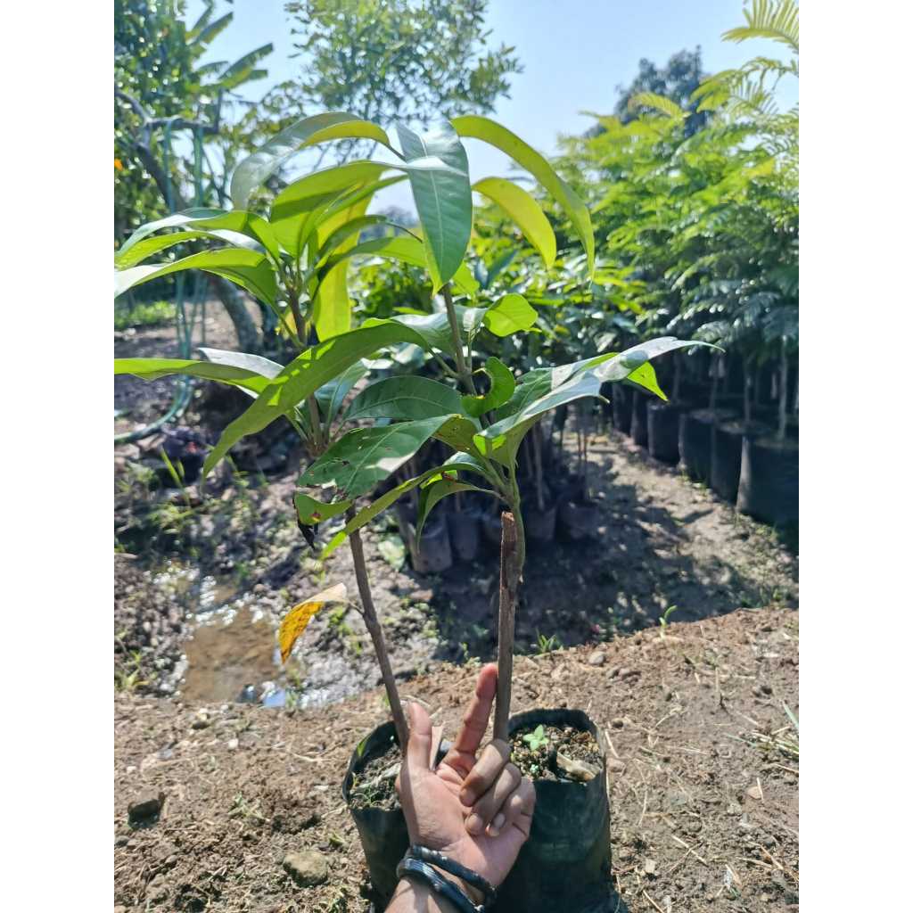 Mangga Chokanan
