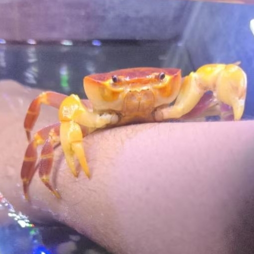terrathelphusa modesta / kepiting hias air tawar / kepiting unik / kepiting oren / kepiting orange /