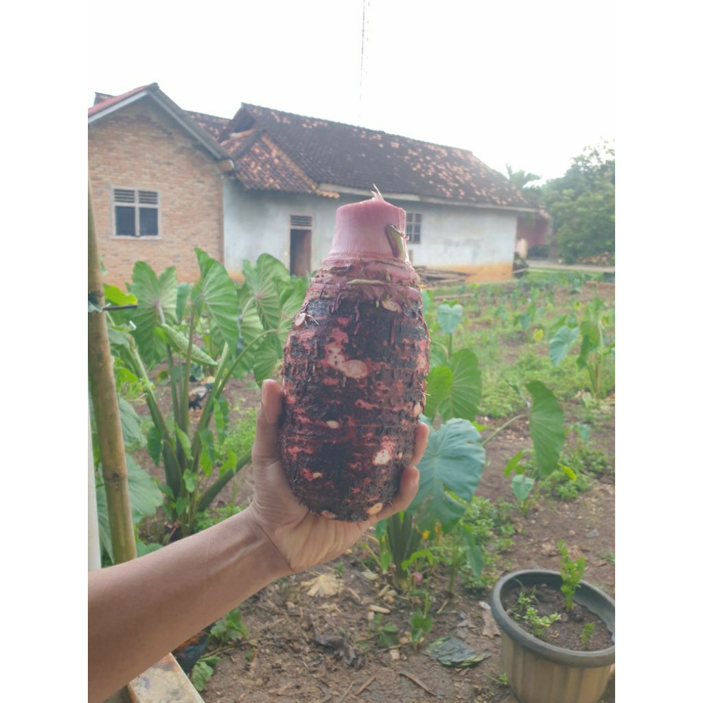 Talas bentul super talas bogor