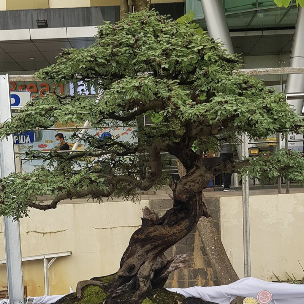 Marvin Seeds [ Benih Pohon Bonsai Arabika-20 Butir ]