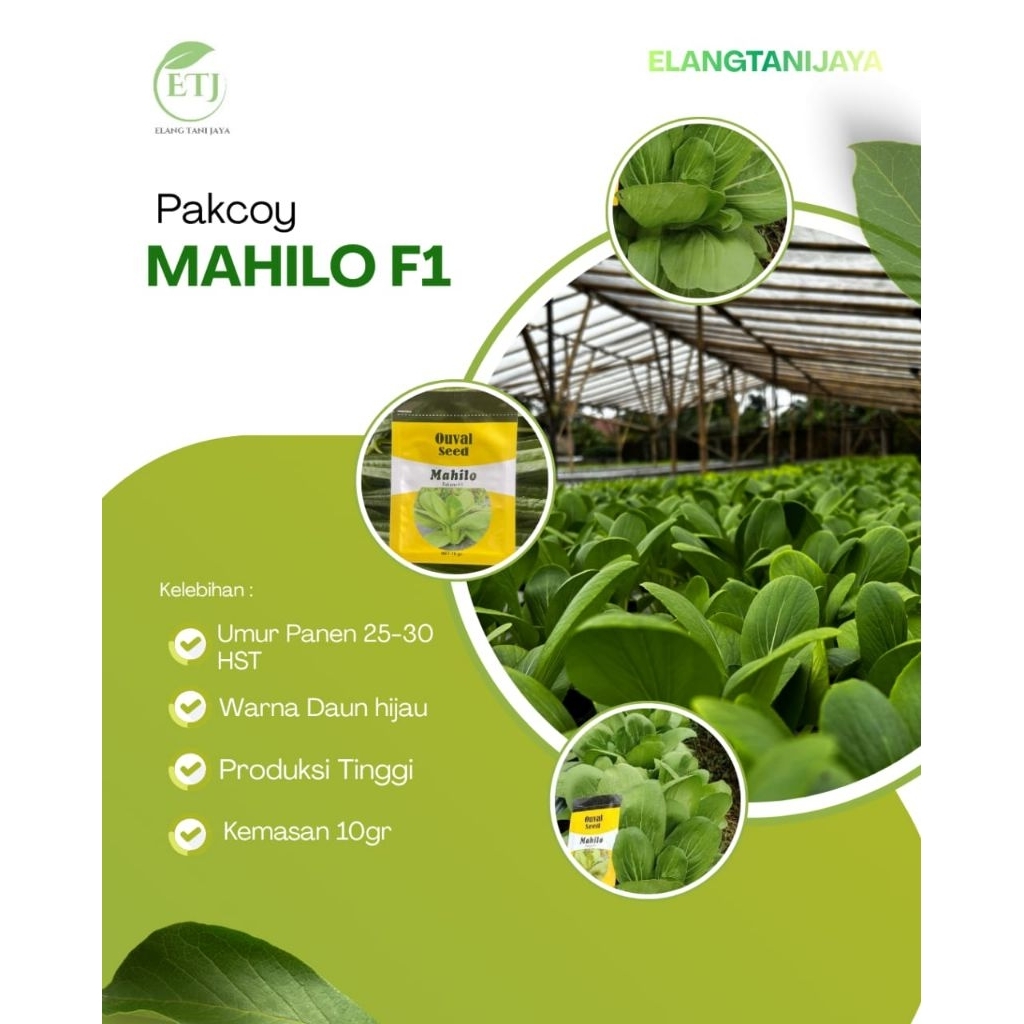 bibit pakcoy mahilo F1 10 gram pakcoy hijau ouval seed