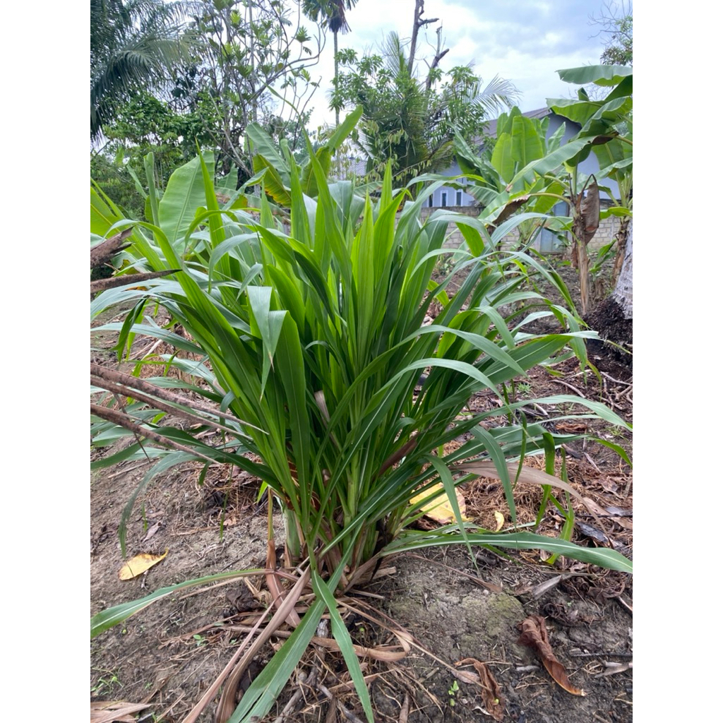 bibit/stek rumput Guatemala harga per stek