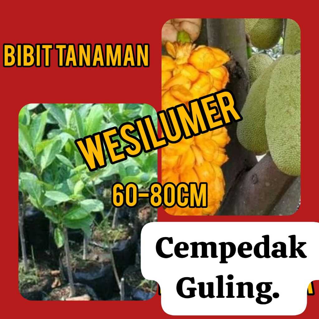 Bibit Cempedak Guling 60-80 cm Full Media
