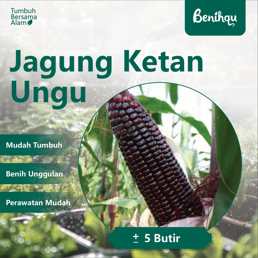 Benihqu 5 Biji - Benih Jagung Ungu JANTAN F1 / Bibit Jagung