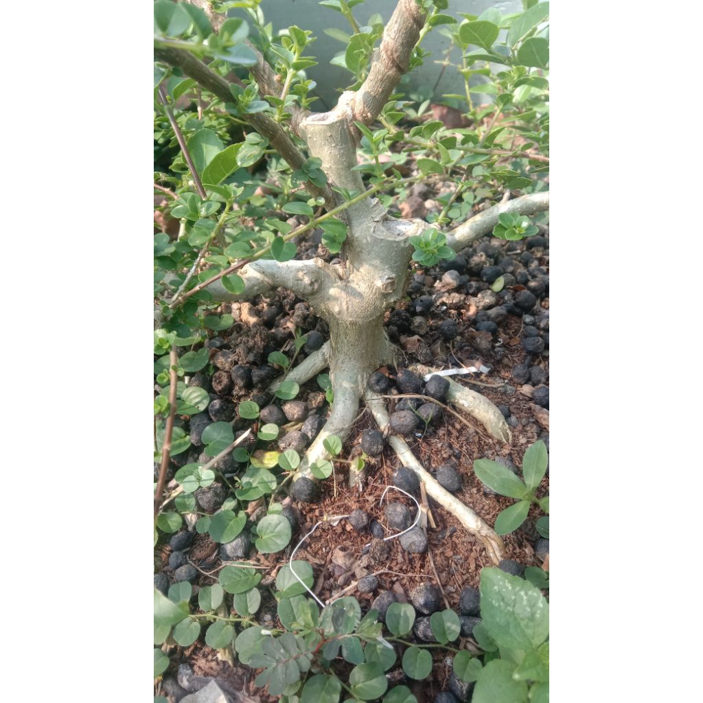 sancang bahan mame akar mutar dan kuat
