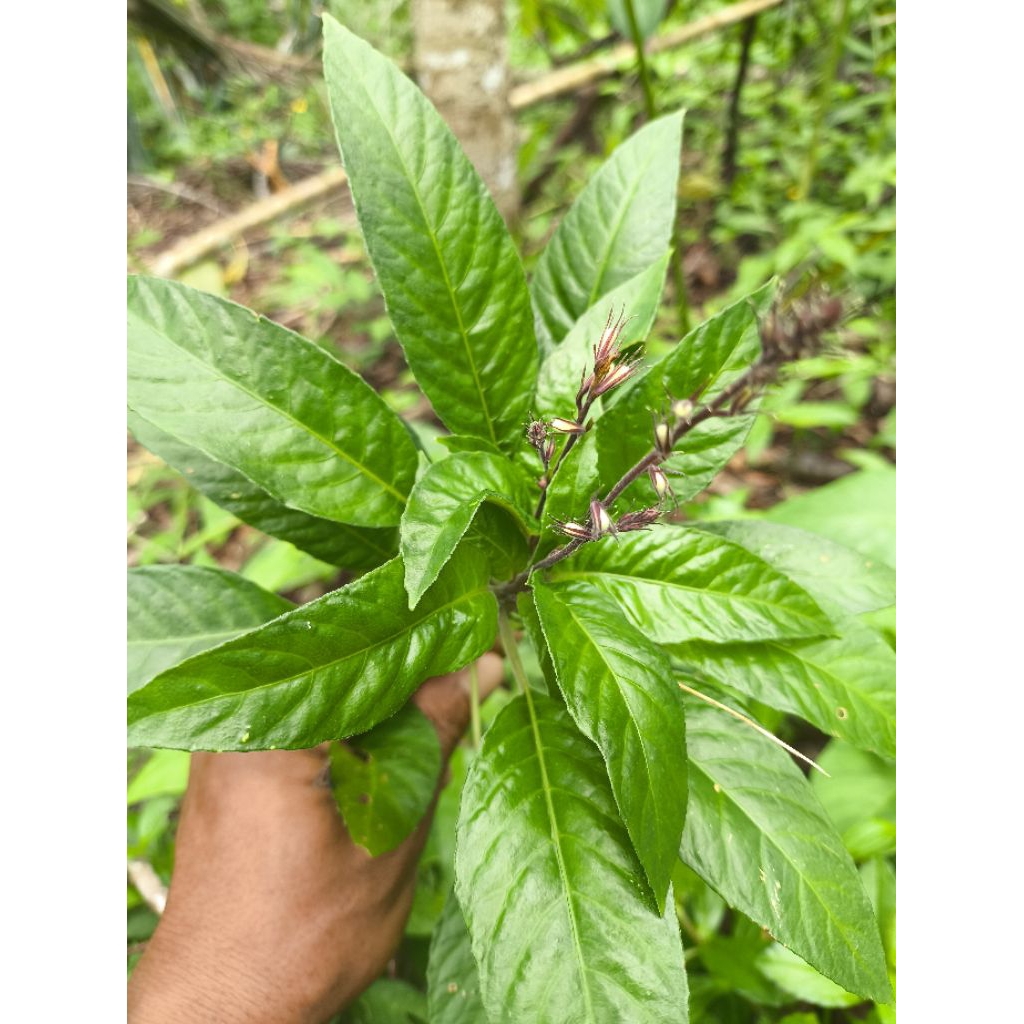 Daun Lalapan Reundeu, Daun Rende Segar, Lalapan Rendeu