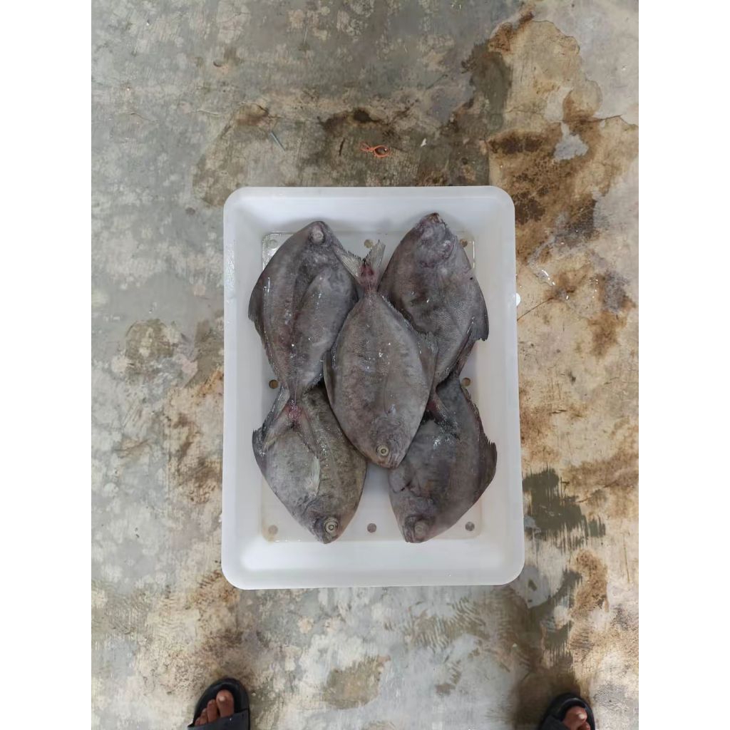 Ikan Bawal Hitam Atau Dorang Fresh Frozen
