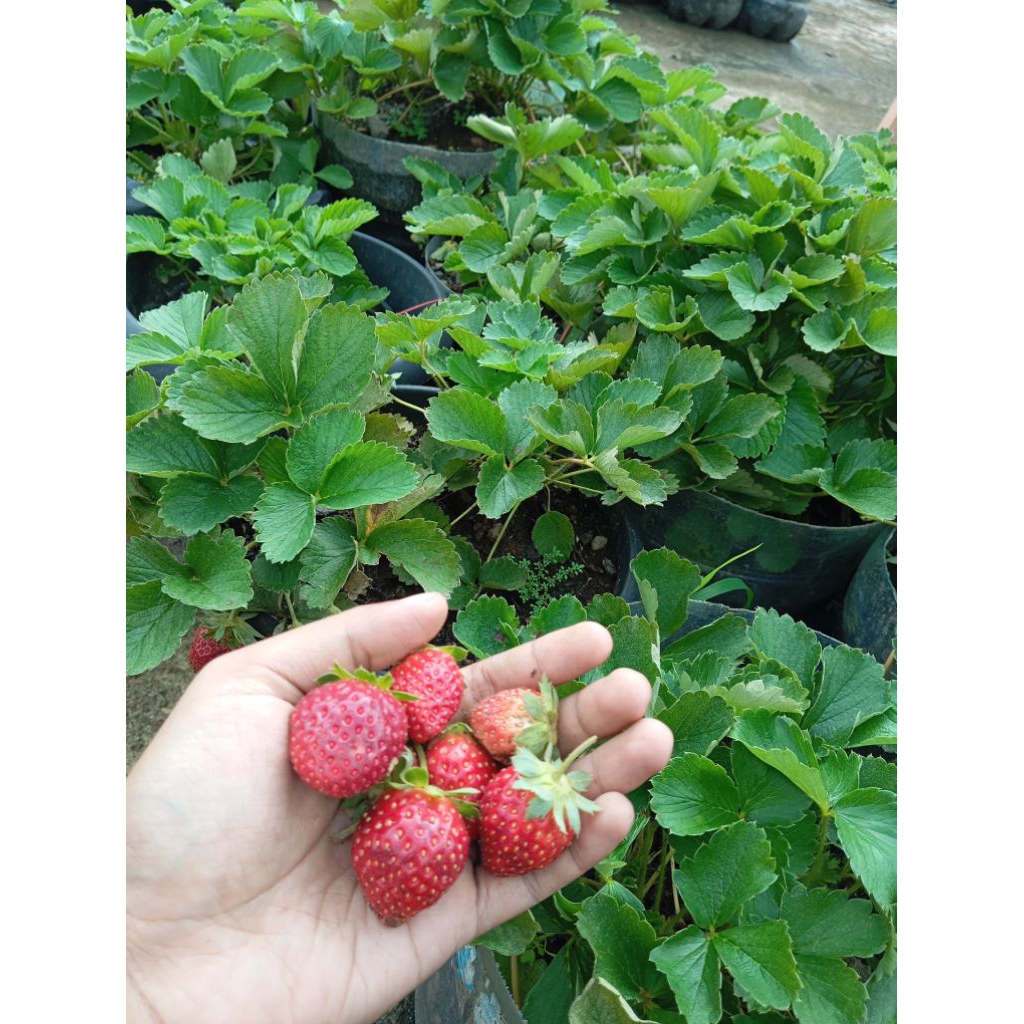 Bibit Tanaman Strawberry Segar Siap Tanam | Strawberry Buah Manis