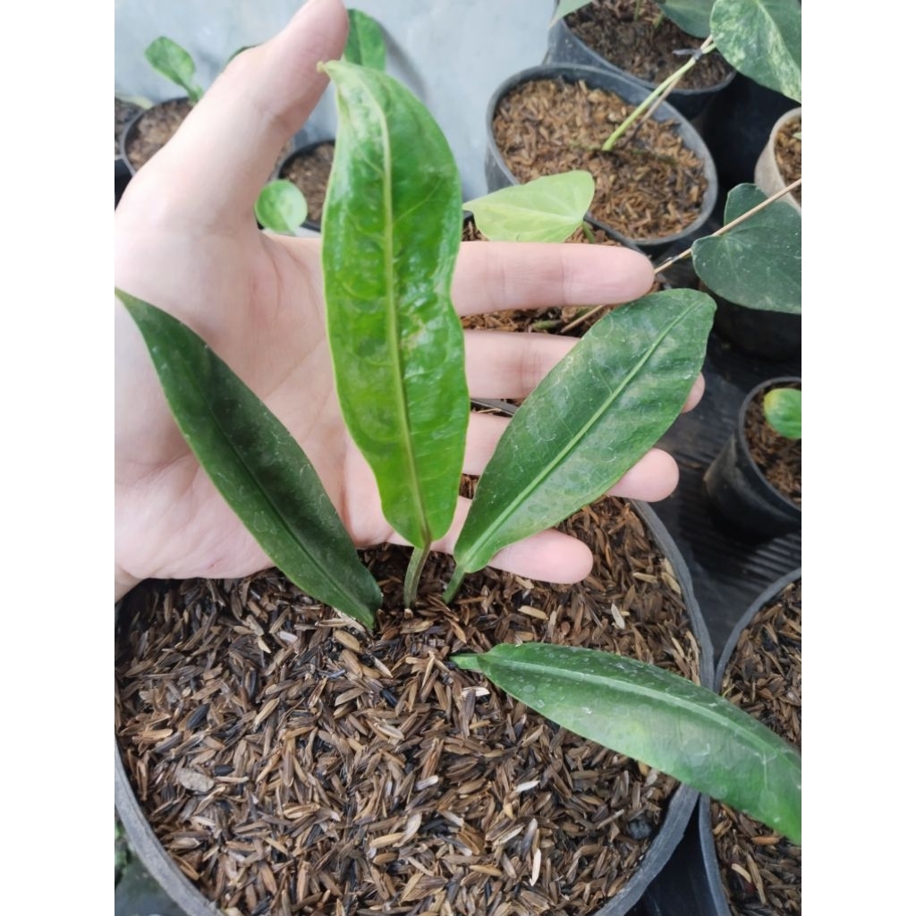 anthurium black mamba / anggle wings original