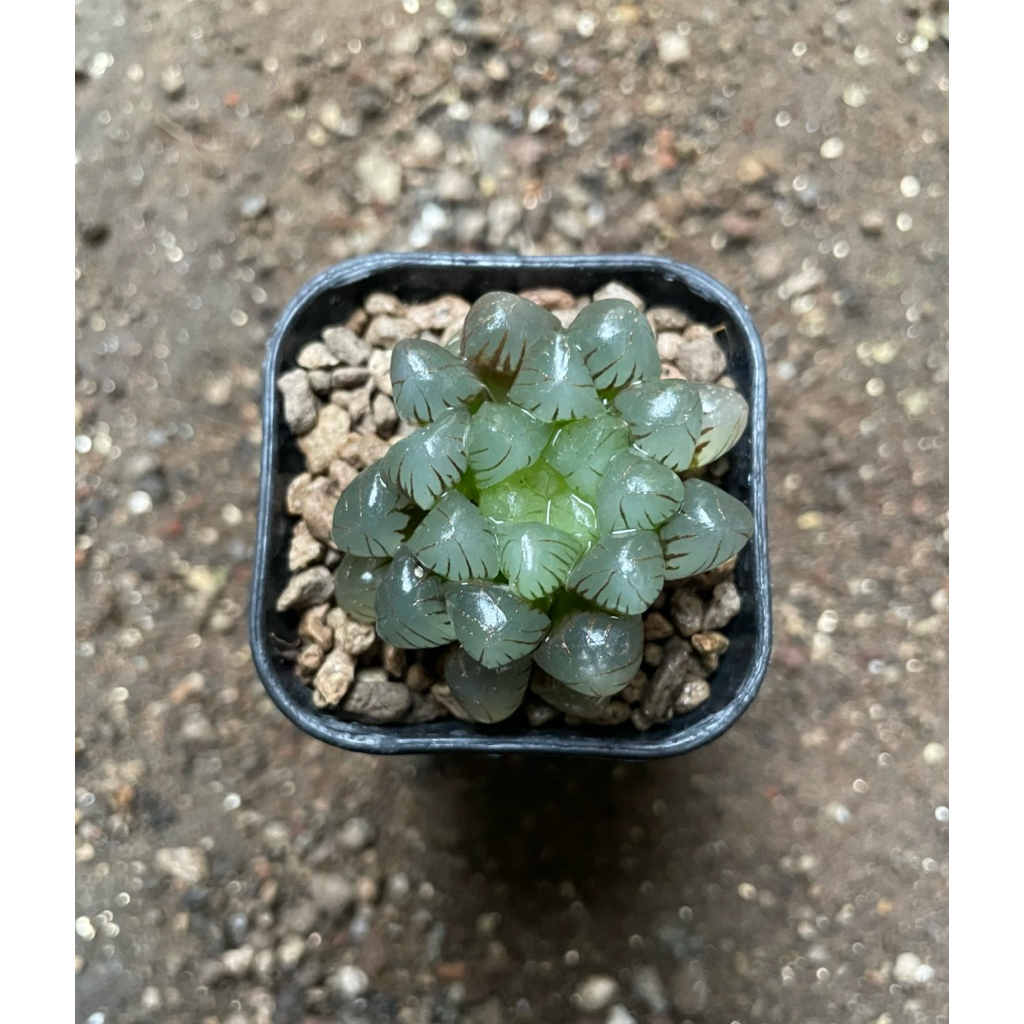 Haworthia Cooperi var Obtusa