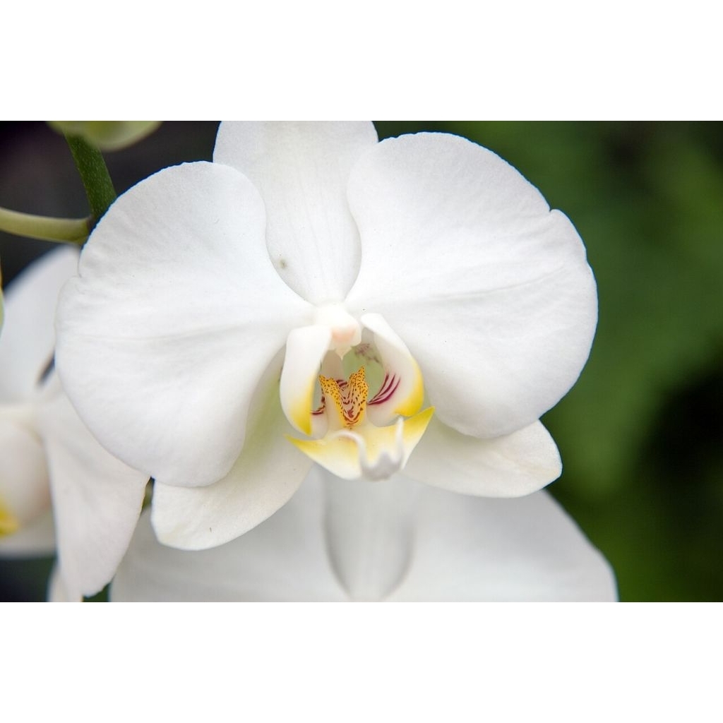 Anggrek Bulan Phalaenopsis amabilis Jawa DEWASA - Mudah Dirawat, Berbunga