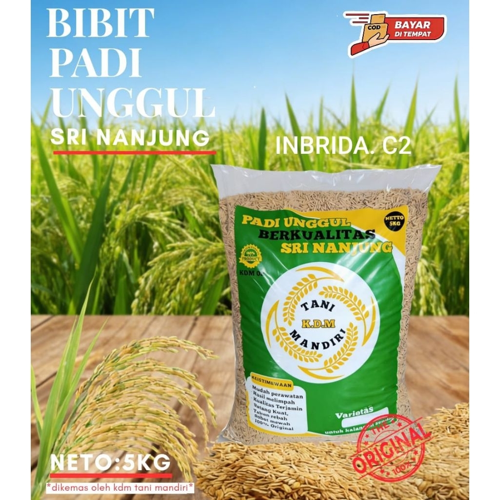 BENIH PADI INBRIDA C 2 KEMASAN 5KG BENIH PADI UNGGUL