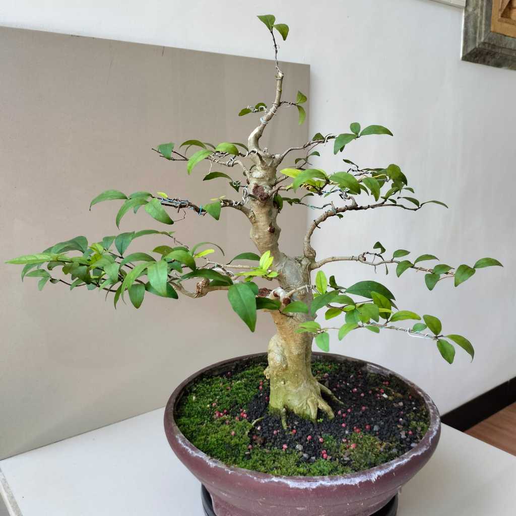 Bonsai Anting Putri Besar - Pot Bundar - Siap Pajang