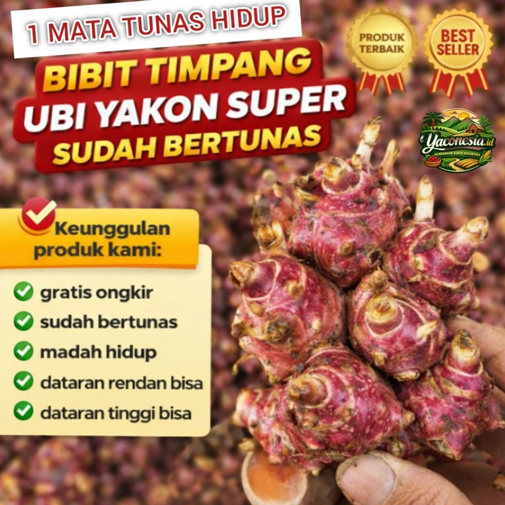 Bibit Ubi Yakon Asli Super, Rimpang Umbi Yacon Asli Wonosobo Per Mata Tunas
