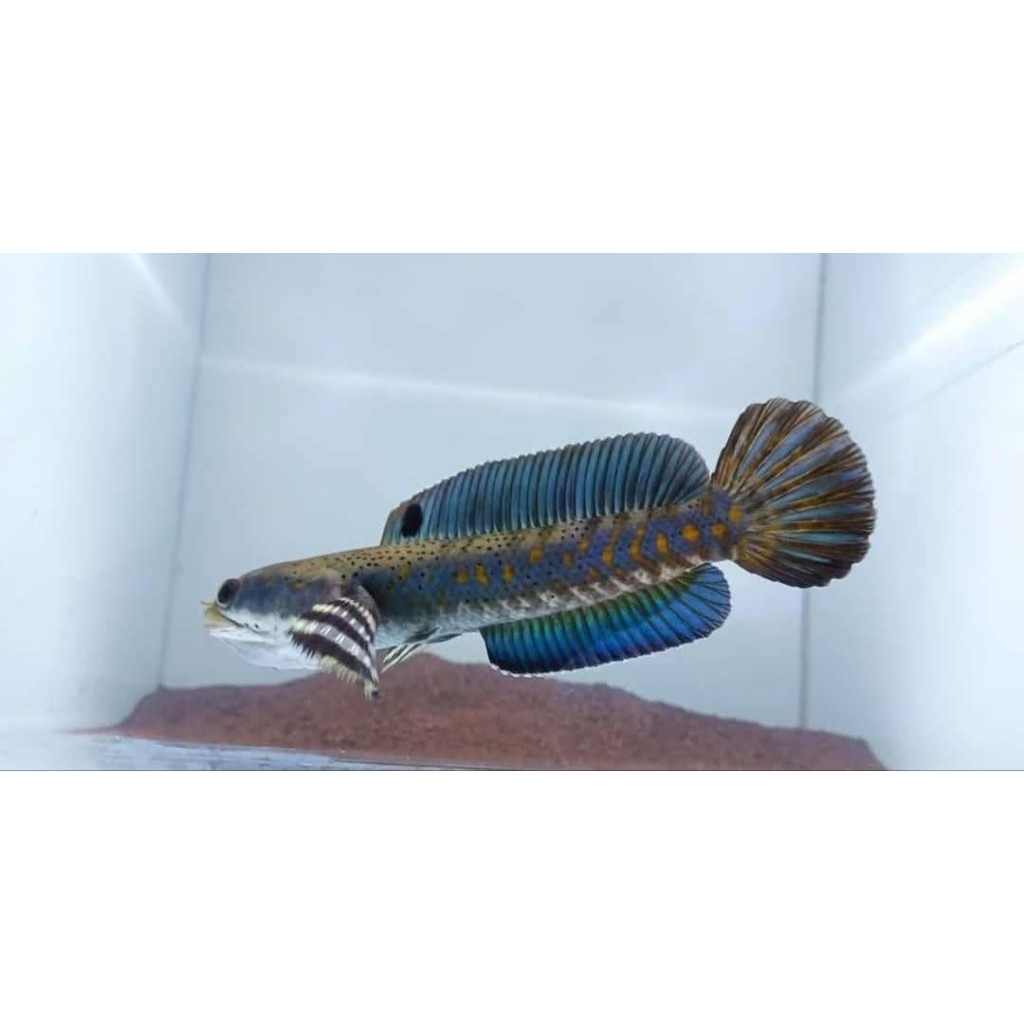Ikan Channa Blue Pulchra Ukuran 7-10cm, Warna Biru Cerah, Aktif & Galak
