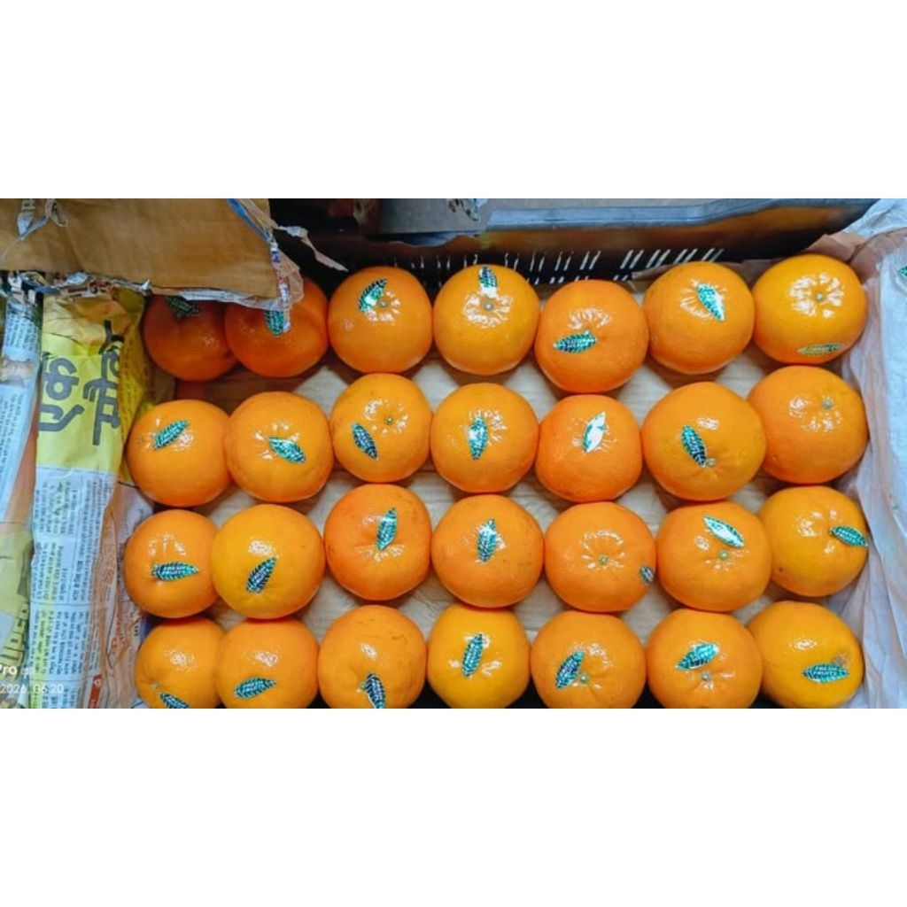 [Premium] Buah Jeruk Mandarin Wogan 1 Keranjang Super Premium Manis Segar