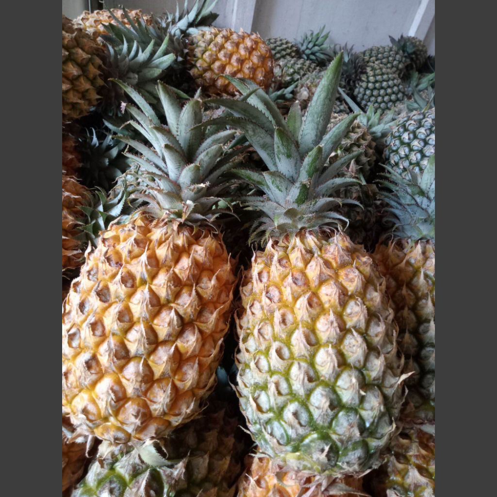 Nanas Madu Gunung Kelud Besar bb 750 gr up